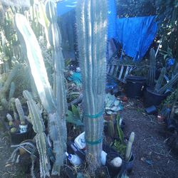 Pringle Cactus Plant