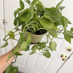 Beautiful Trailing Pothos Plant With Ceramic Pot Included 