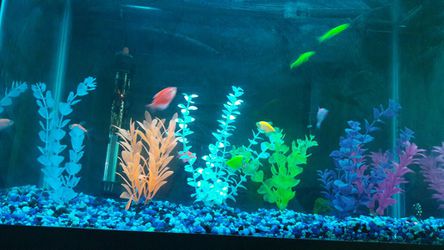 Glo fish aquarium with fishes and all decoration for Sale in