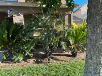 2 sago palms and 1 Pygmy