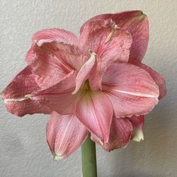 Rozetta Amaryllis Rare Double Hippeastrum Lily Flower Plant