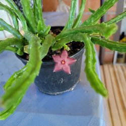 Starfish Succulent, Stapelia Scitula, Flowering