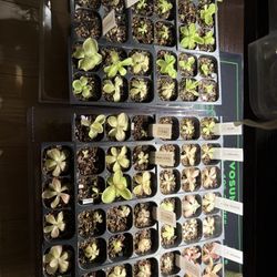 Pinguicula/ Butterwort For Sale