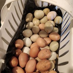 Farm Fresh Eggs