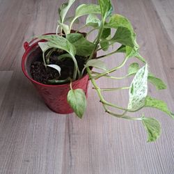 Plant Pothos 