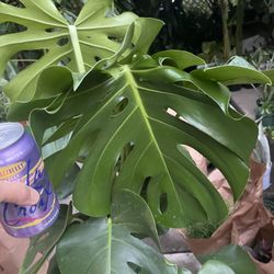 See description*** (3.5-4ft) Huge jumbo 13-14” leaf Monstera Deliciosa, 95820
