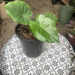 Indoor Alocasia 