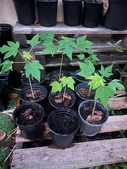 Papaya Seedlings in Black Nursery Pots