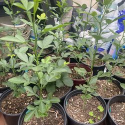 Cold Hardy Citrus Hybrid Seedlings Only $15-$30