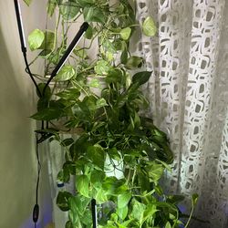 3 pack Live pothos house plant with 5 tiers stand plants and 2 grow lights