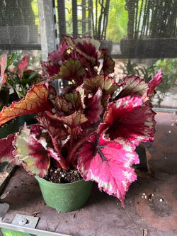 Begonia Rex kotobuki in 6” pot. SPECIAL PRICE 🤩