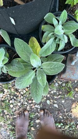 Lambs ear