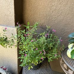 Large Pink Silvia plant