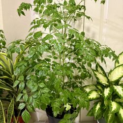 ♥️3 Feet  Gorgeous China Doll Plant 👉PLS READ DESCRIPTION♥️ 