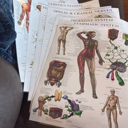 Anatomy Posters 