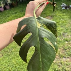 Monstera Aurea Variegated Cutting 🌿 Node + Growth Points