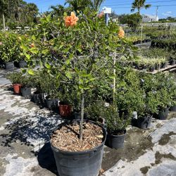 Hibiscus 