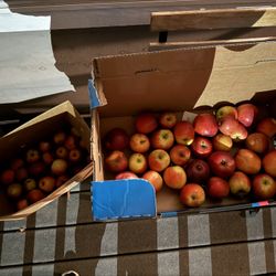 Free Apples From The Tree
