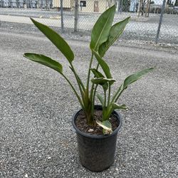 Bird Of Paradise