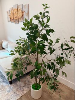 Faux Ficus Tree in White Planter