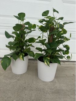 Golden Pothos 45$ each