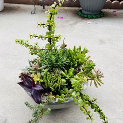 Succulent Mix On Cement Pot