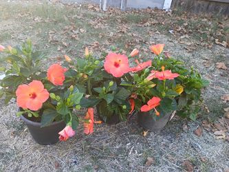 3 Tradewinds 'Orange Sunset Wind' Hibiscus