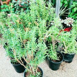 Crassula Tetragona Miniature Pine Tree