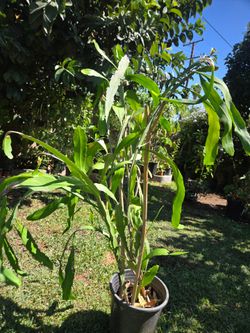 5 feet Plant