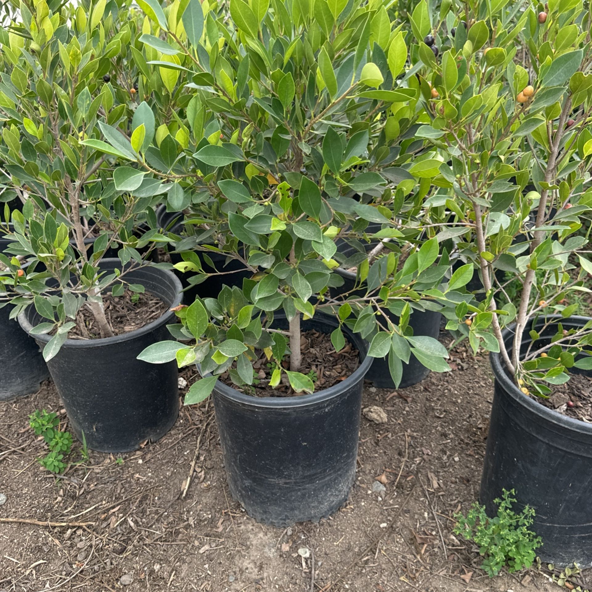 Ficus Trees