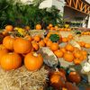 Pumpkin King 