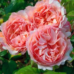 🌹 PRINCESS CHARLES DE MONACO ROSE 🌹