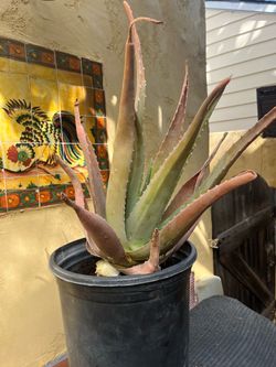 Large Aloe Vera Plant in Pot