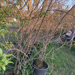 Árboles Frutales  Granada Manzanas 