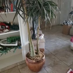 Beautiful Artificial Plant