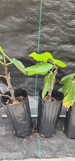 🌱 Starter Black Madeira KK Fig Plants (1-Gal) - Grow a Premium Fig for Less! 💸