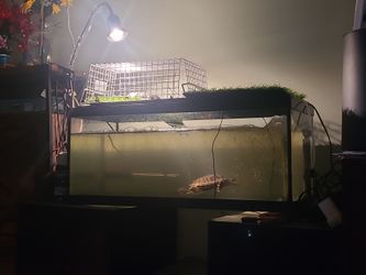 20 Gallon Tank