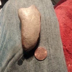 T-Rex Tooth "The Real Thing" Fossil