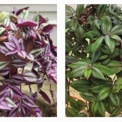 Tradescantia Plants ($15 Each)