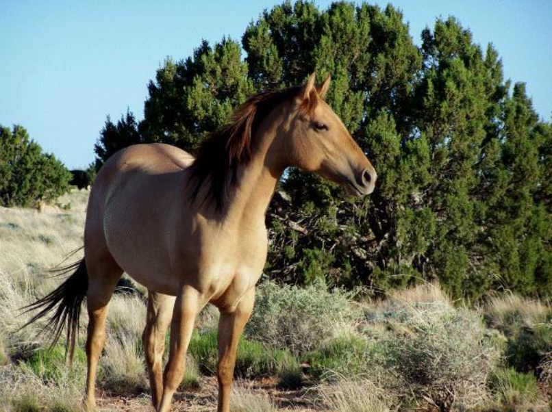 Chevelon Canyon Ranch property for sale or trade for Sale in Tolleson, AZ OfferUp