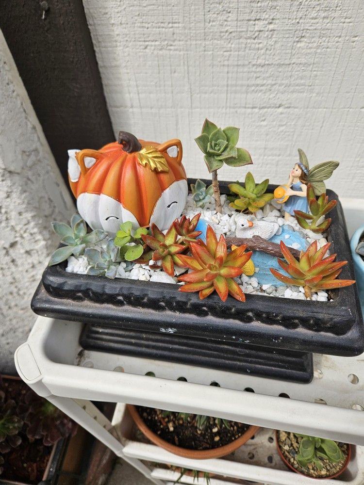 Fairy Gardens