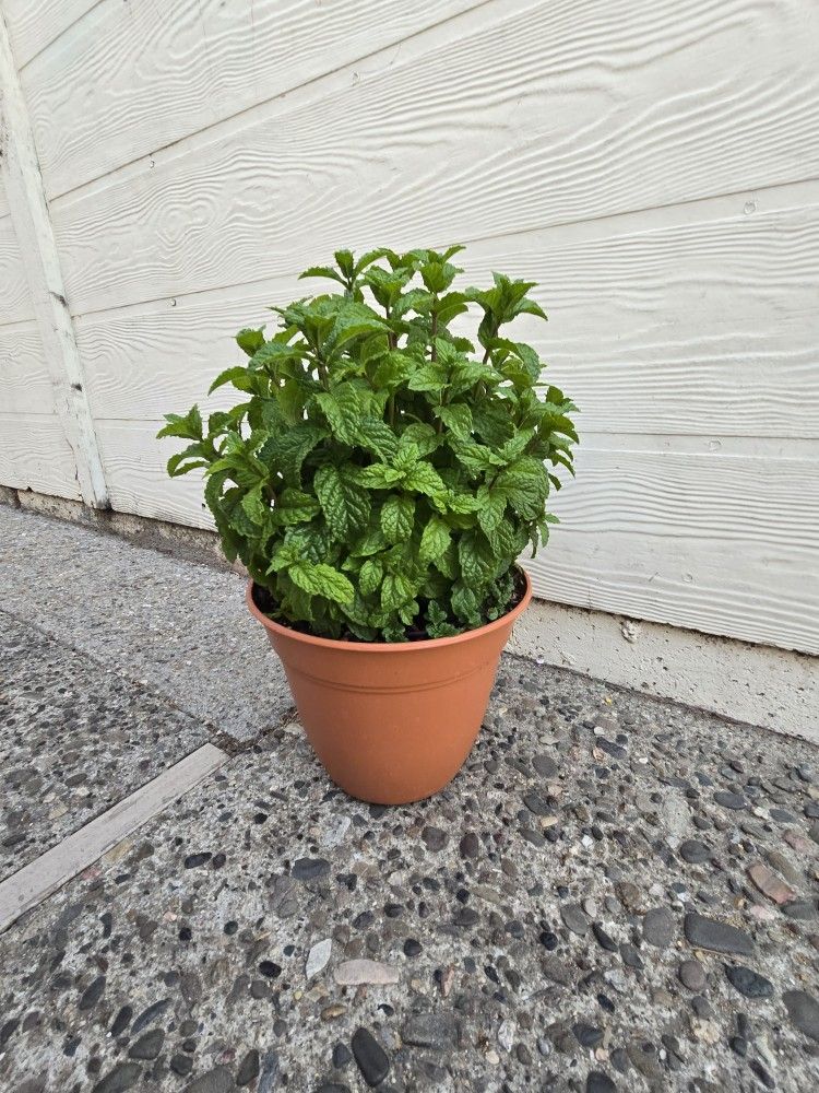 Yerba buena 