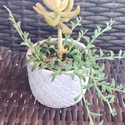4" Decorative Cement Planter with String of Dolphins and other Succulent 

