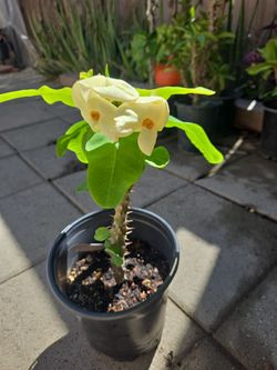 corona de cristo