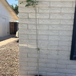 Árbol De Moringa