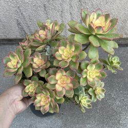 Beautiful Kiwi Aeonium Plant