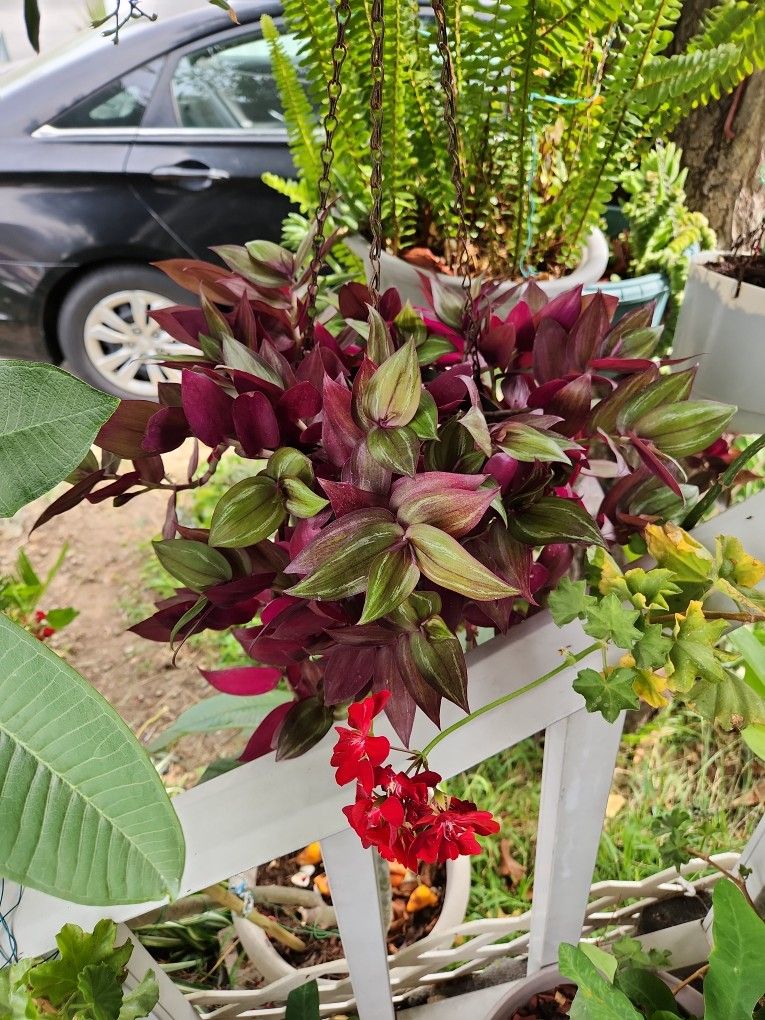 Suculenta