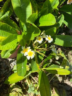 Large white plumeria