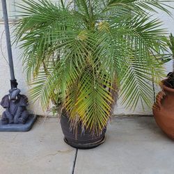 Pygmy Date Palm 