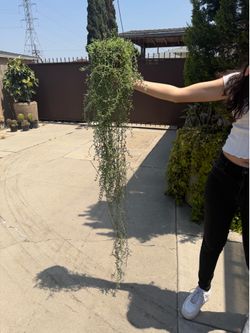 6” xxl string of dolphins